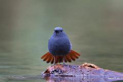 Plumbeous Water-Redstart photo 3