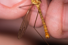 Nephrotoma scurra