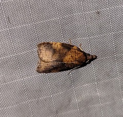 Cenopis eulongicosta