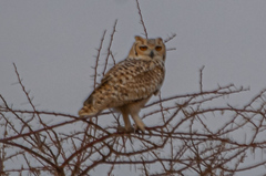 Bubo ascalaphus