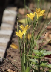 Zephyranthes citrina