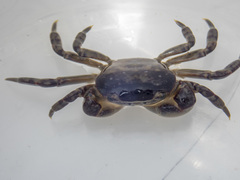 Cyclograpsus granulosus