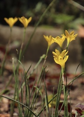Zephyranthes citrina