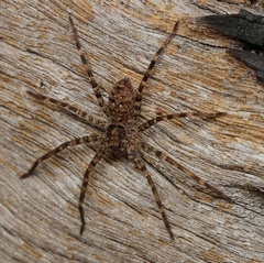Heteropoda renibulbis