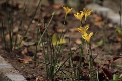 Zephyranthes citrina