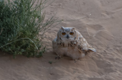 Bubo ascalaphus
