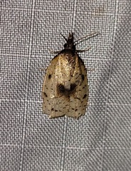 Sparganothis xanthoides