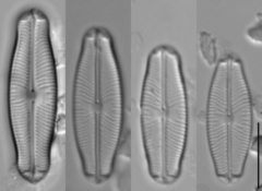 Sellaphora