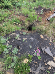 Urocitellus columbianus