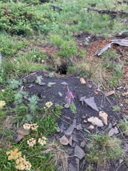 Urocitellus columbianus