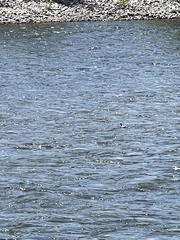 Mergus merganser