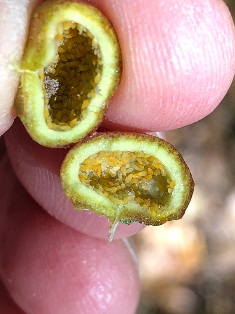 Phylloxera conica
