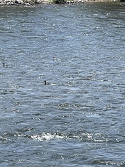 Mergus merganser