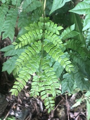 Archidendron clypearia