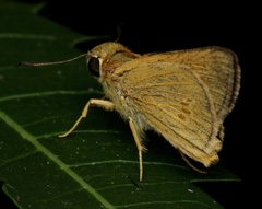 Parnara amalia