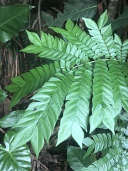 Archidendron clypearia