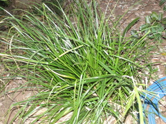 Cyperus solidus