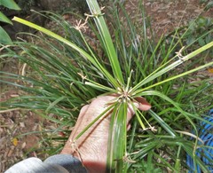 Cyperus solidus