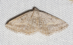 Digrammia subminiata