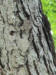 Catocala marmorata