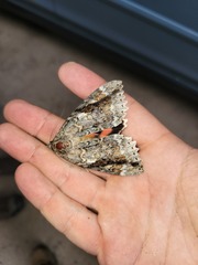 Catocala marmorata