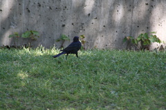 Euphagus cyanocephalus