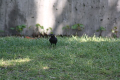 Euphagus cyanocephalus