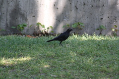 Euphagus cyanocephalus