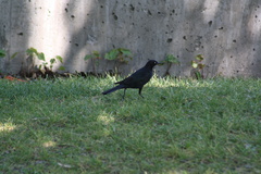 Euphagus cyanocephalus