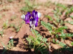 Astragalus lindheimeri