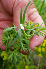 Euphorbia cyparissias