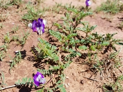 Astragalus lindheimeri