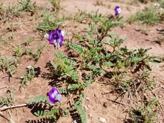 Astragalus lindheimeri