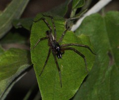 Megalostrata