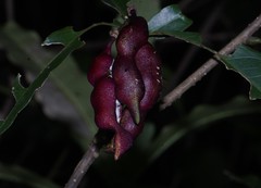 Capparidastrum frondosum