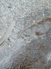 Aporrectodea caliginosa