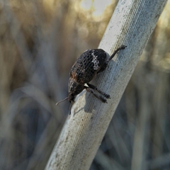 Oxyops fasciatus