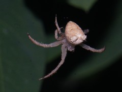 Kaira alba