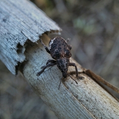 Oxyops fasciatus