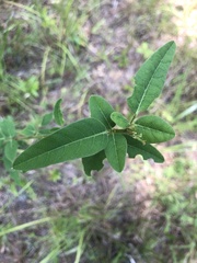 Desmodium obtusum