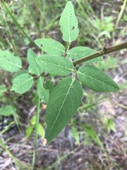 Desmodium obtusum