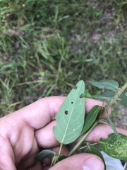 Desmodium obtusum