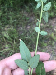 Desmodium obtusum