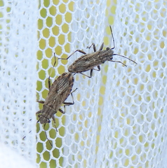 Ortholomus punctipennis