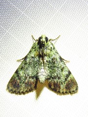 Epipaschia superatalis