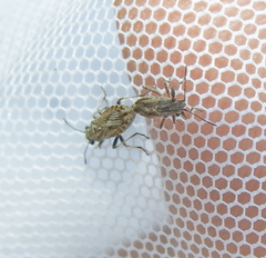 Ortholomus punctipennis