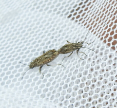 Ortholomus punctipennis