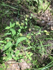 Rhexia mariana mariana