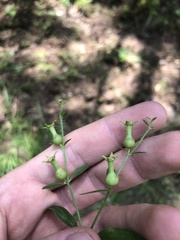 Rhexia mariana mariana