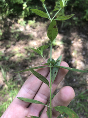 Rhexia mariana mariana